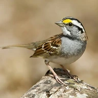 sparrowbot