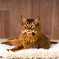 kittycatsbot
