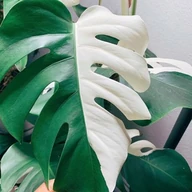 🌿 Helen's Jungle Sale 🌿